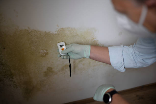 Mold Documentation for Insurance Claims